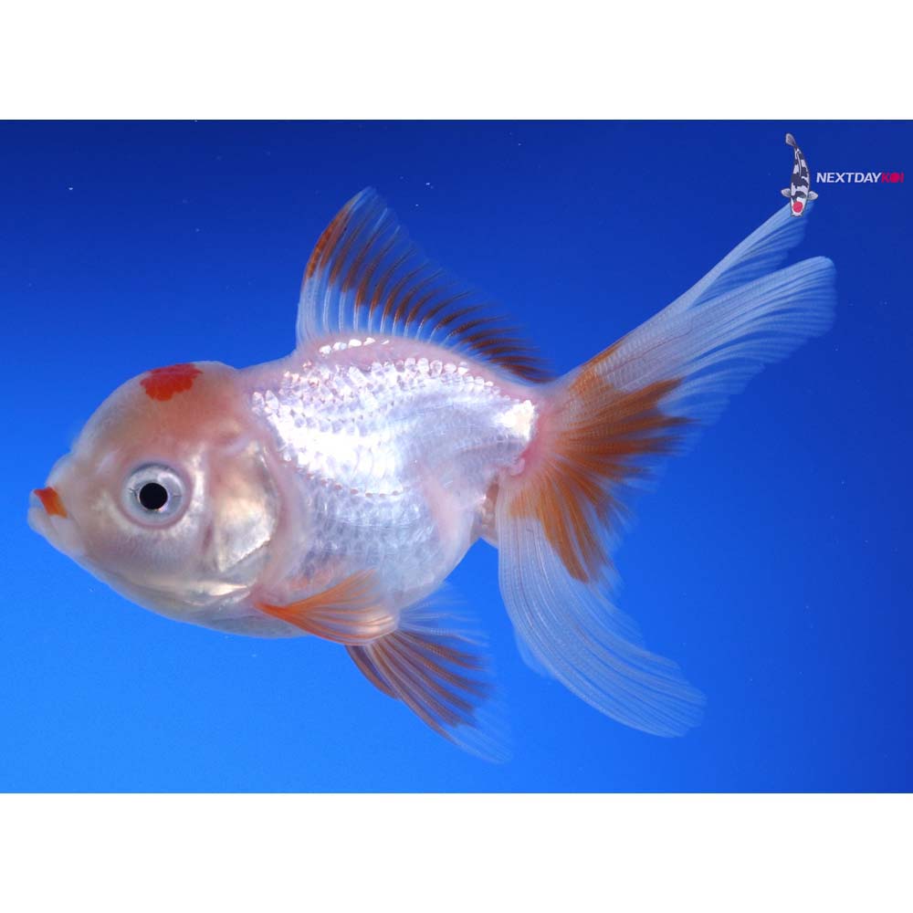 3.5” Imported Red and White Oranda
