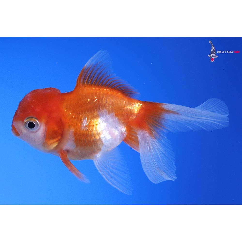 3” Imported Red and White Oranda