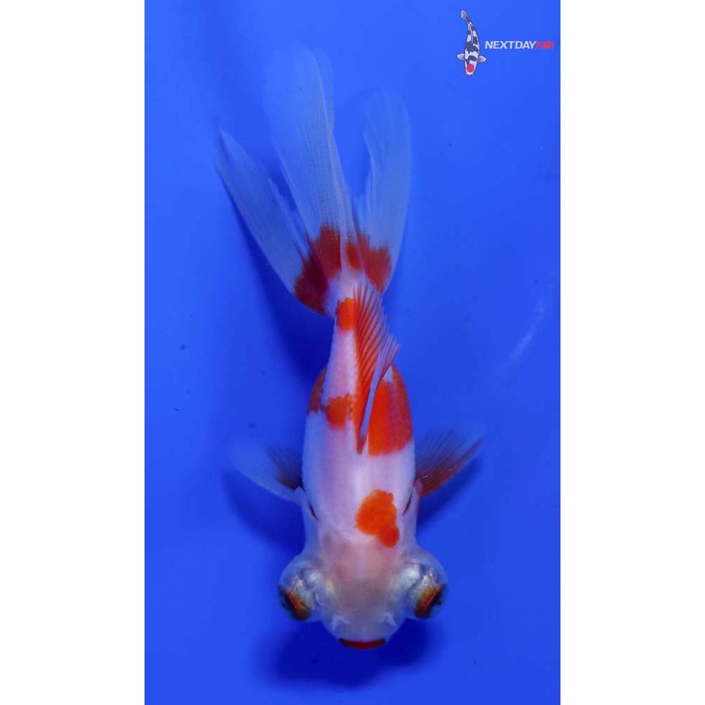 3” Imported Red and White Telescope Fantail
