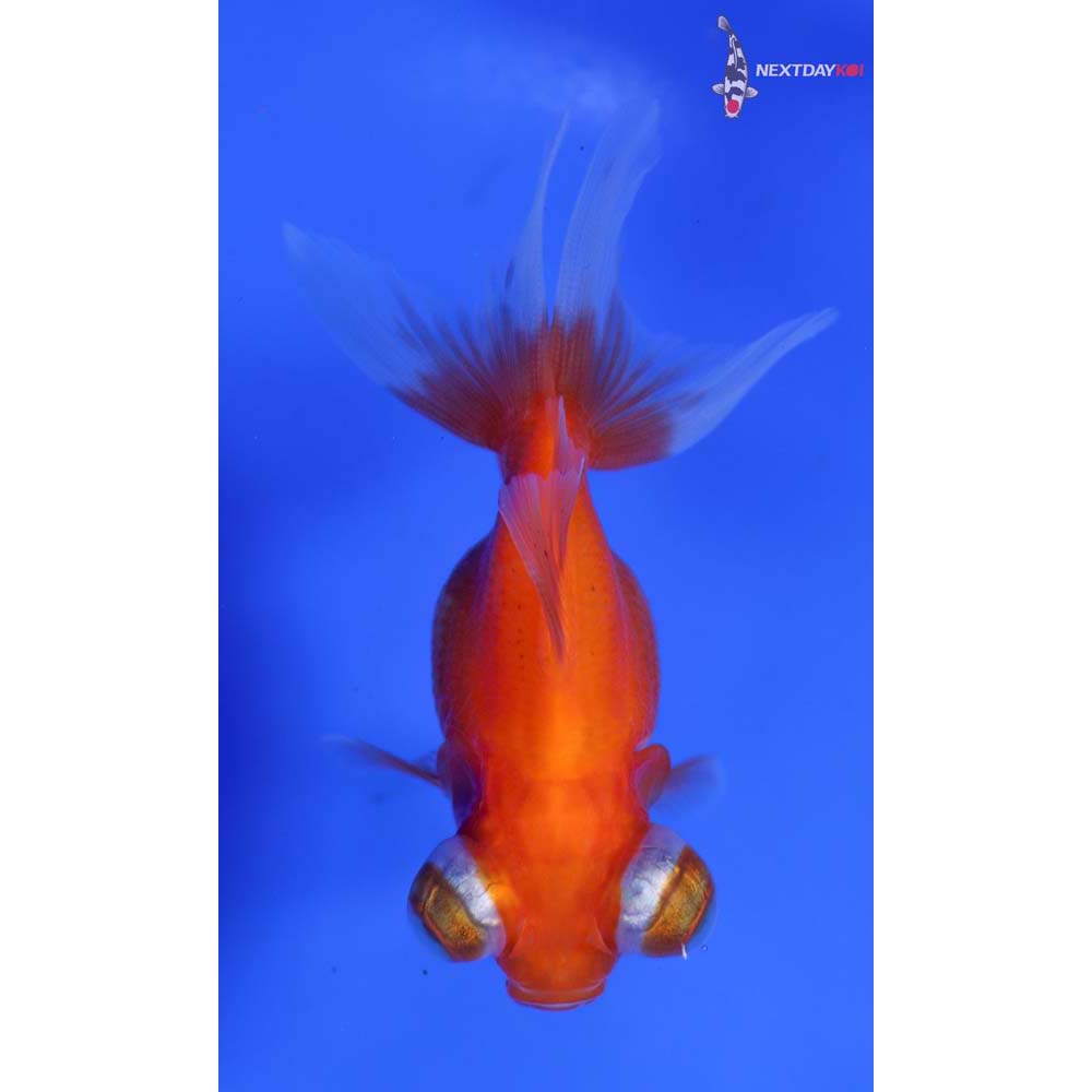 2.5” Imported Red Telescope Fantail