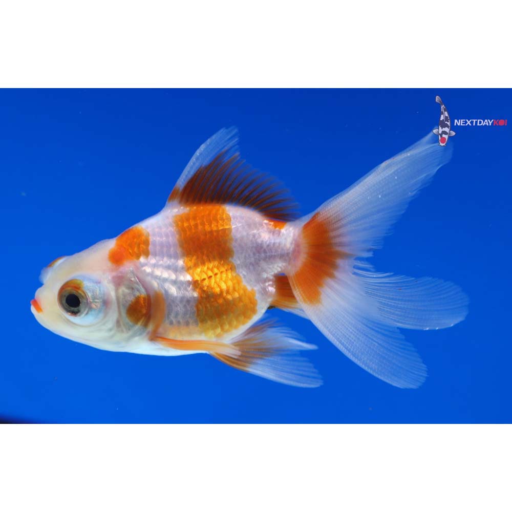 3” Imported Red and White Telescope Fantail