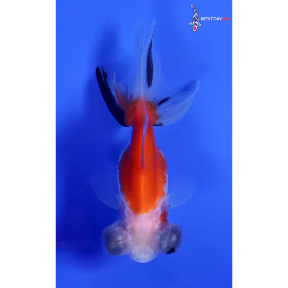 3” Imported Calico Telescope Fantail