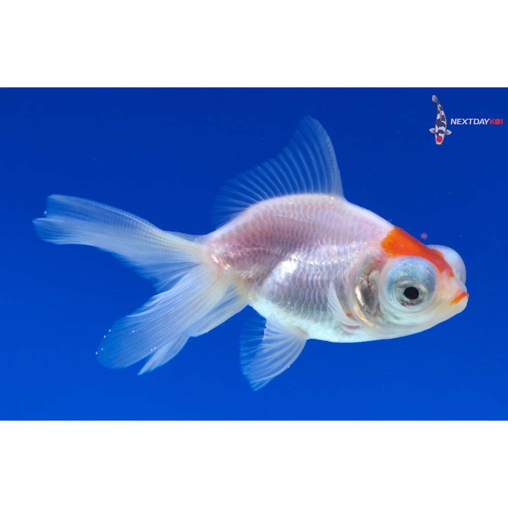 3” Imported Red and White Telescope Fantail