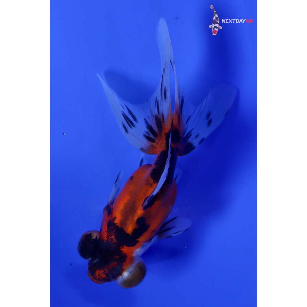 3.5” Imported Calico Telescope Fantail