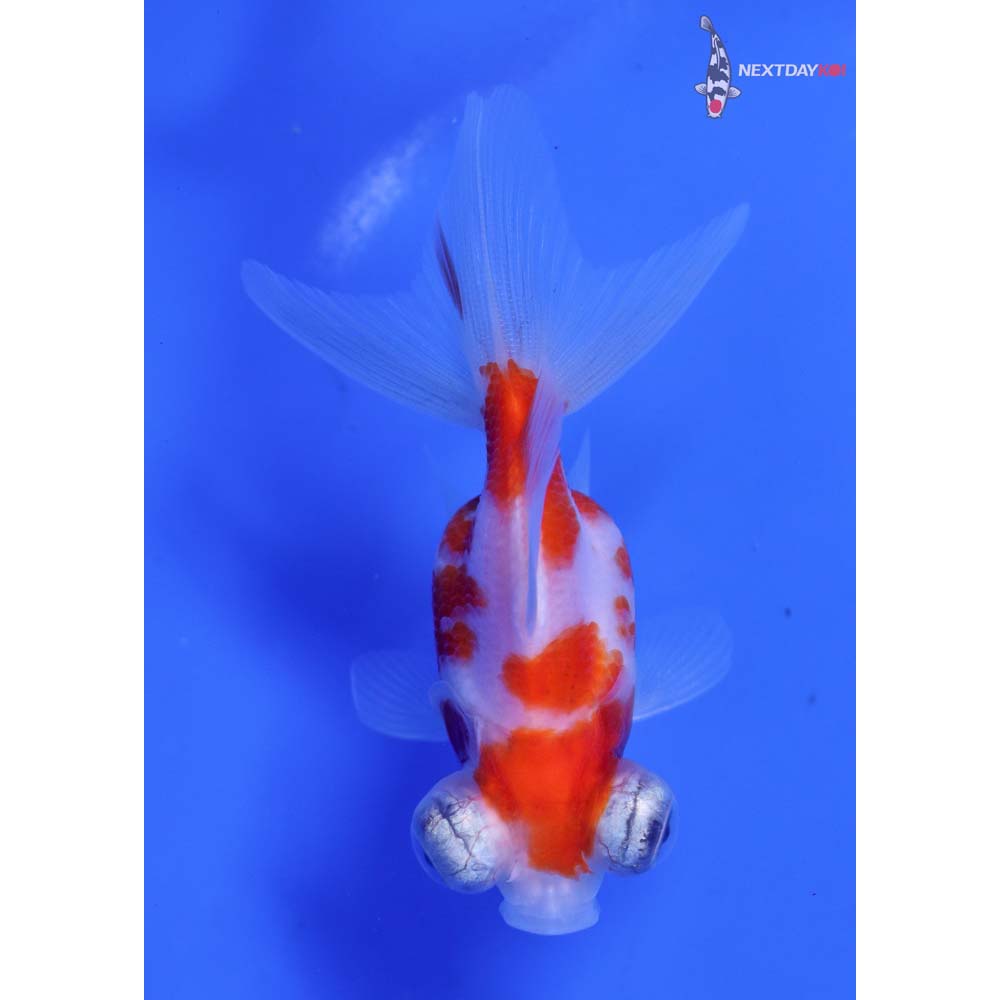 3” Imported Red and White Telescope Fantail