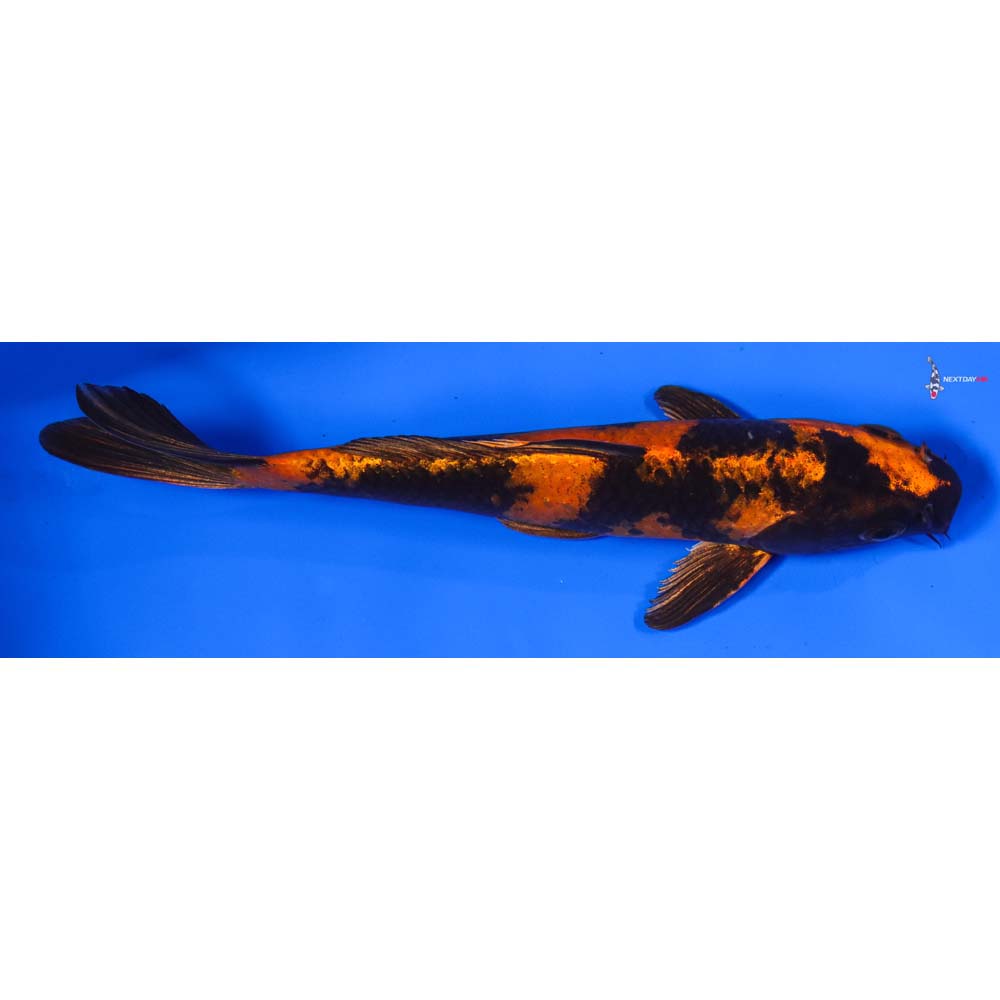7.5” Imported Kin Hi Utsuri