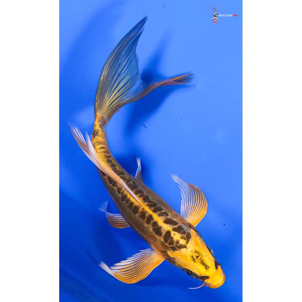 8” Imported Doitsu Orenji Matsuba Butterfly Koi