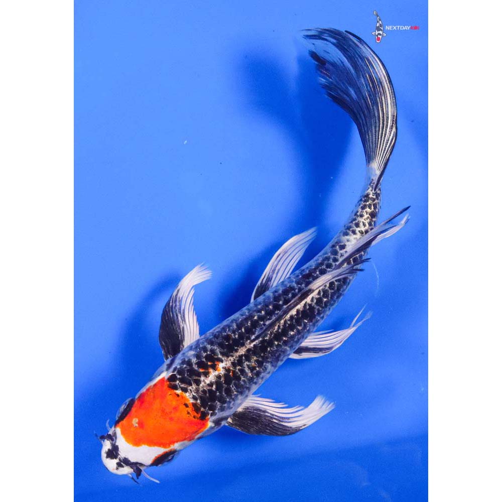 8” Imported Kujaku Butterfly Koi