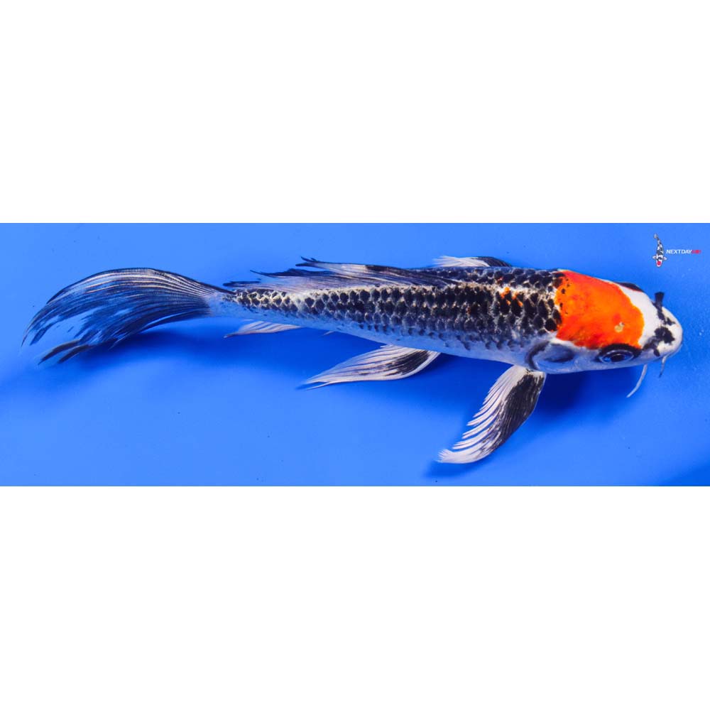 8” Imported Kujaku Butterfly Koi