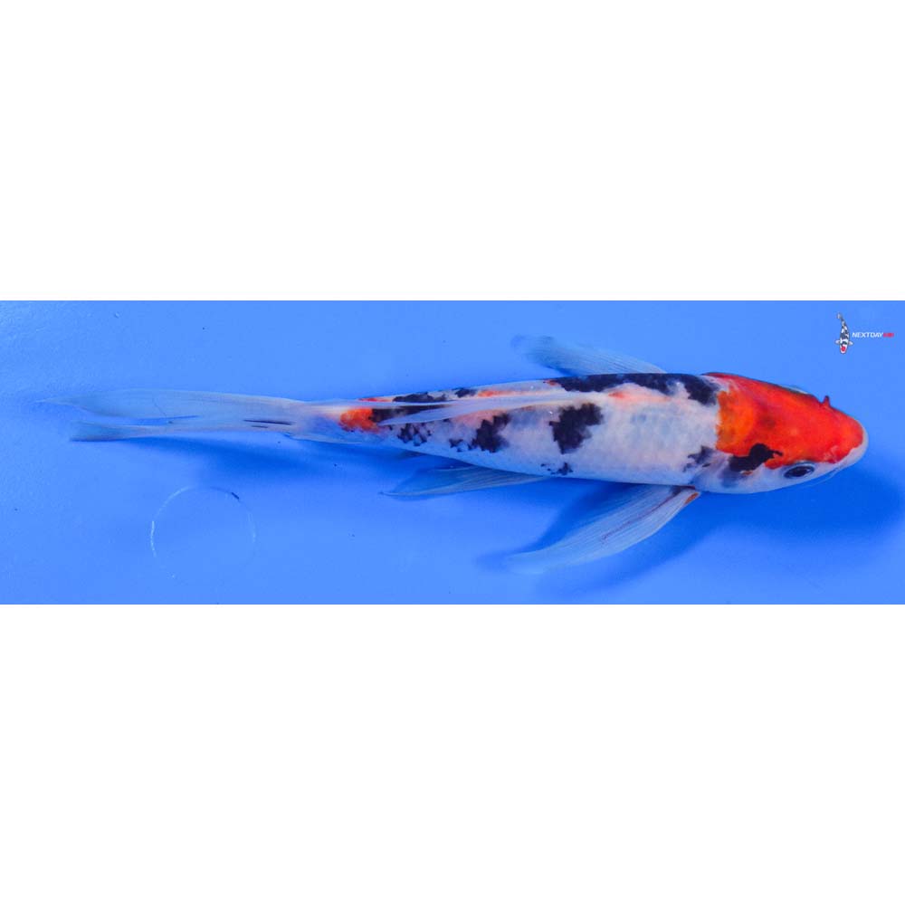 7” Imported Sanke Butterfly Koi