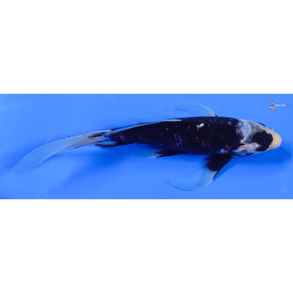 8” Imported Kumonryu Butterfly Koi