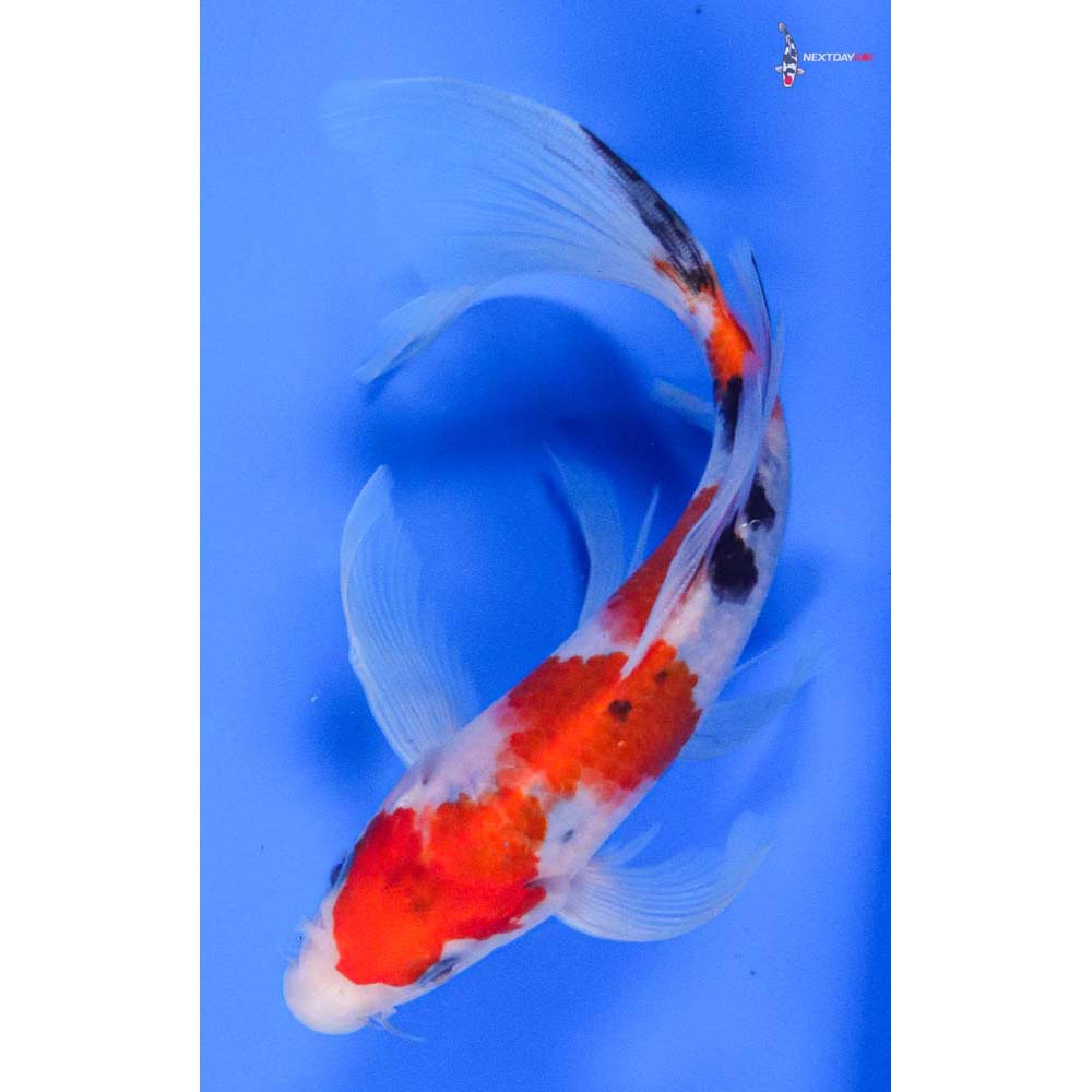 8” Imported Sanke Butterfly Koi