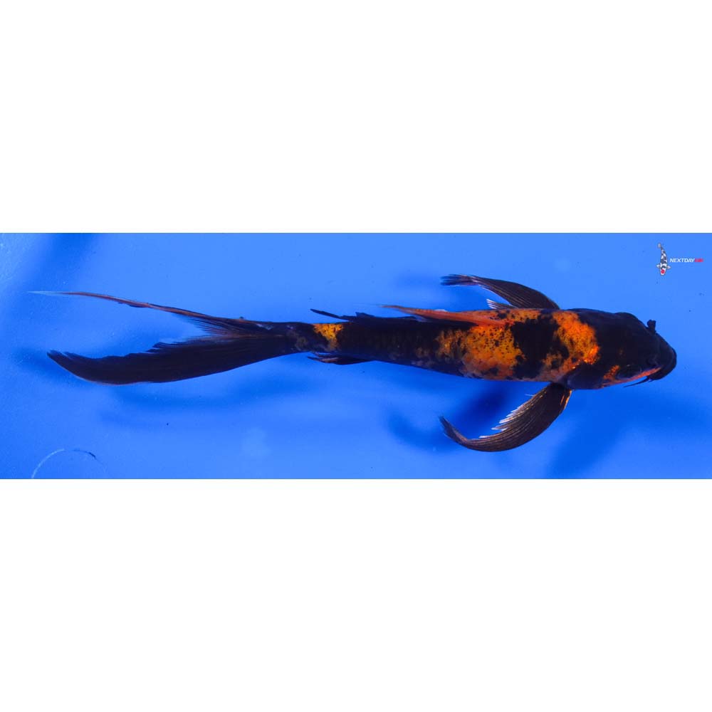 7” Imported Kin Hi Utsuri Butterfly Koi