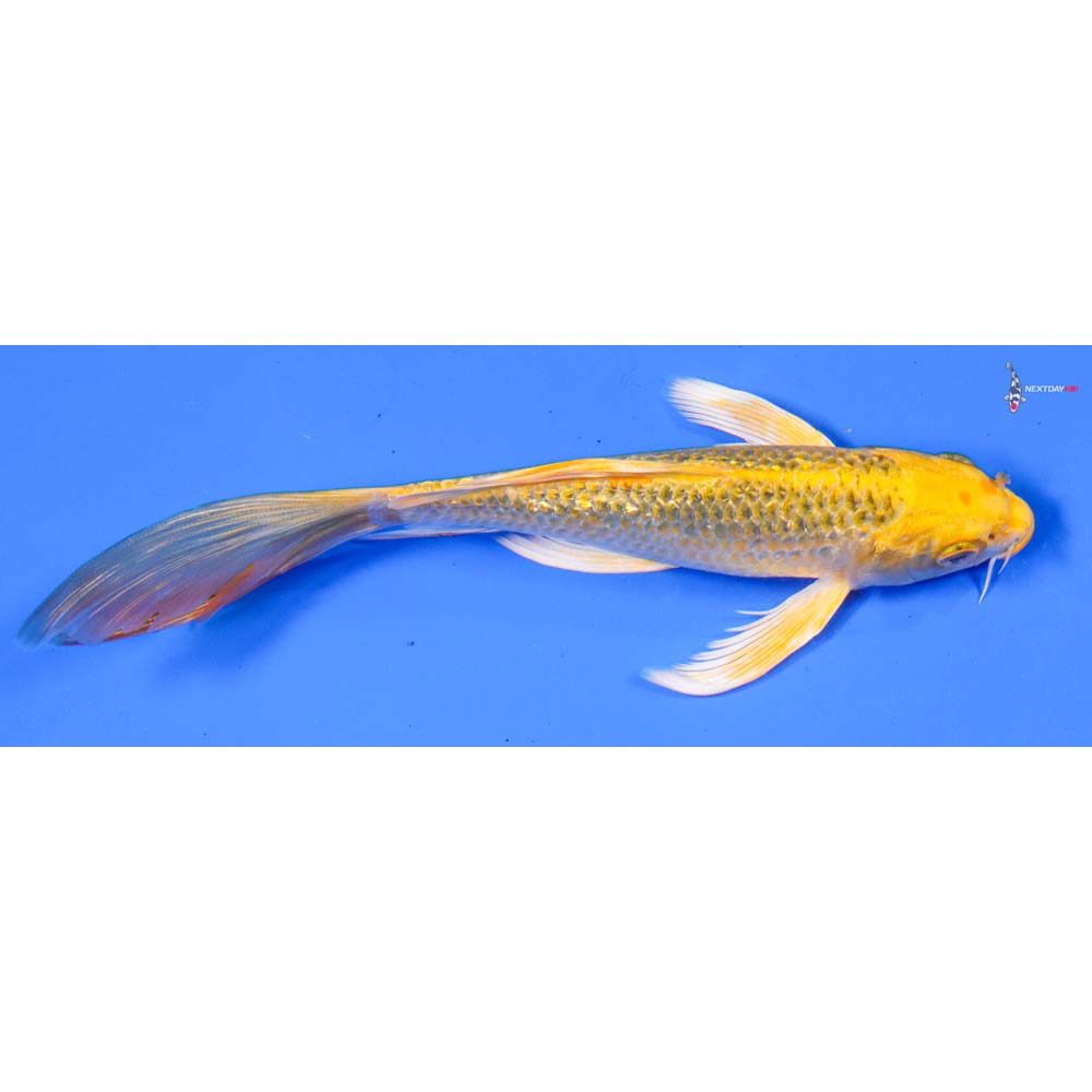 7” Imported Gin Rin Ki Matsuba Butterfly Koi