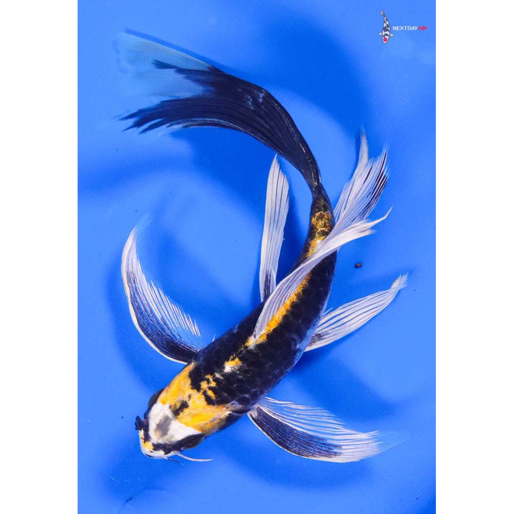 7” Imported Kin Kikokuryu Butterfly Koi