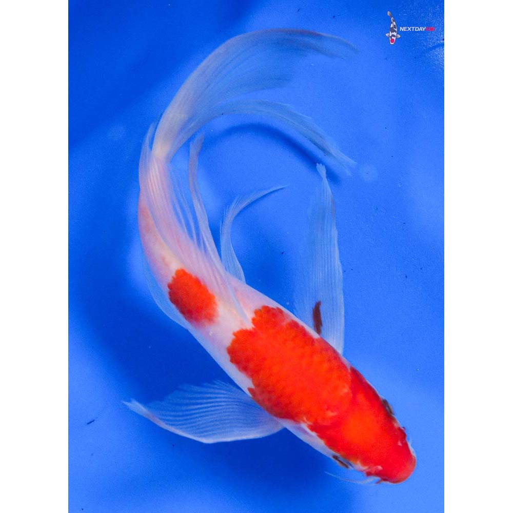 8” Imported Kohaku Butterfly Koi