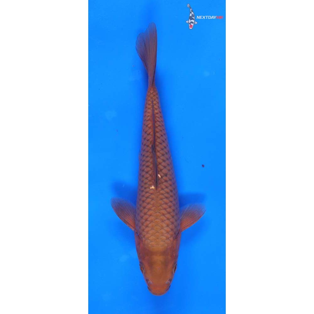 8” Imported Chagoi