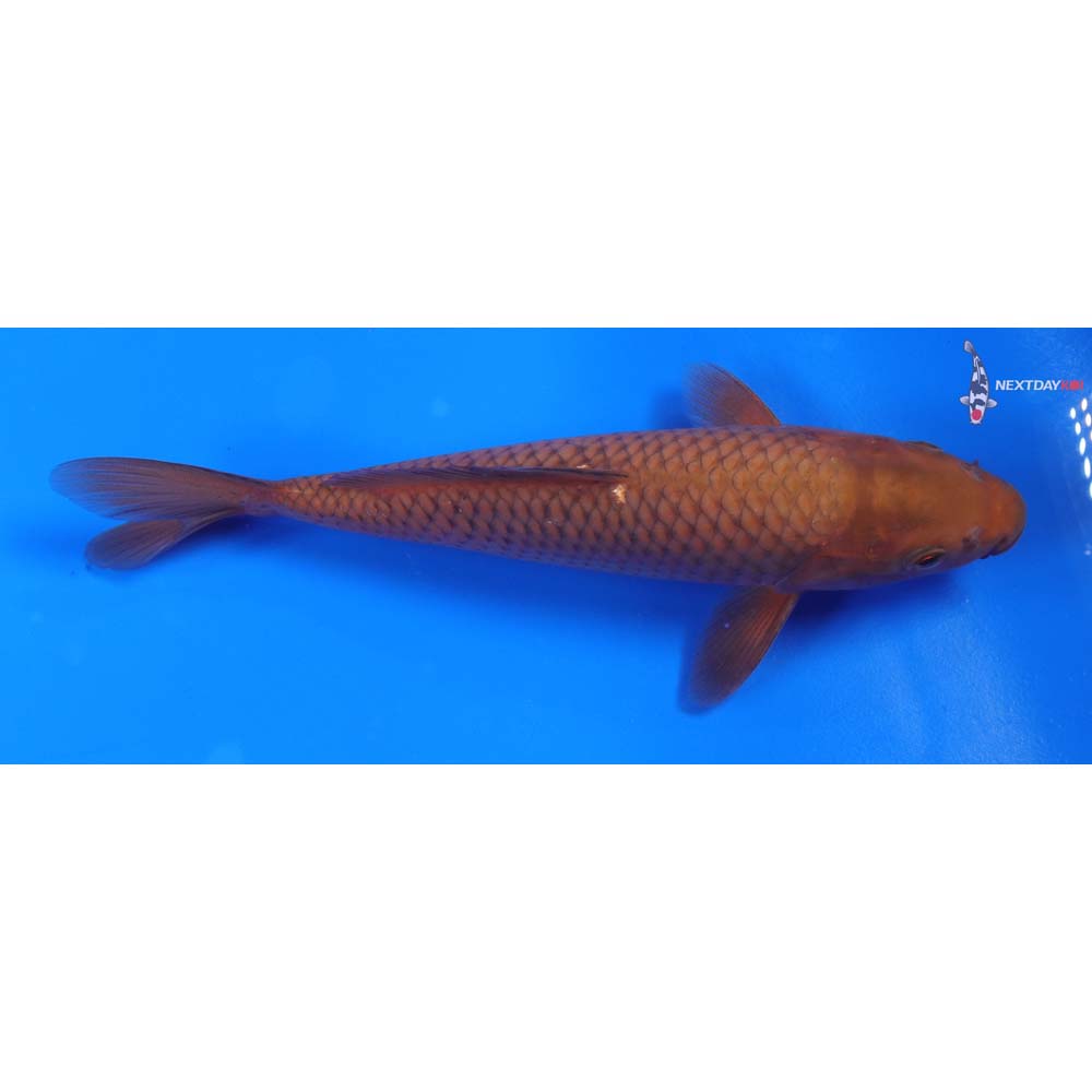 8” Imported Chagoi