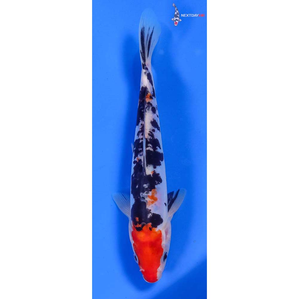 8” Imported Doitsu Sanke
