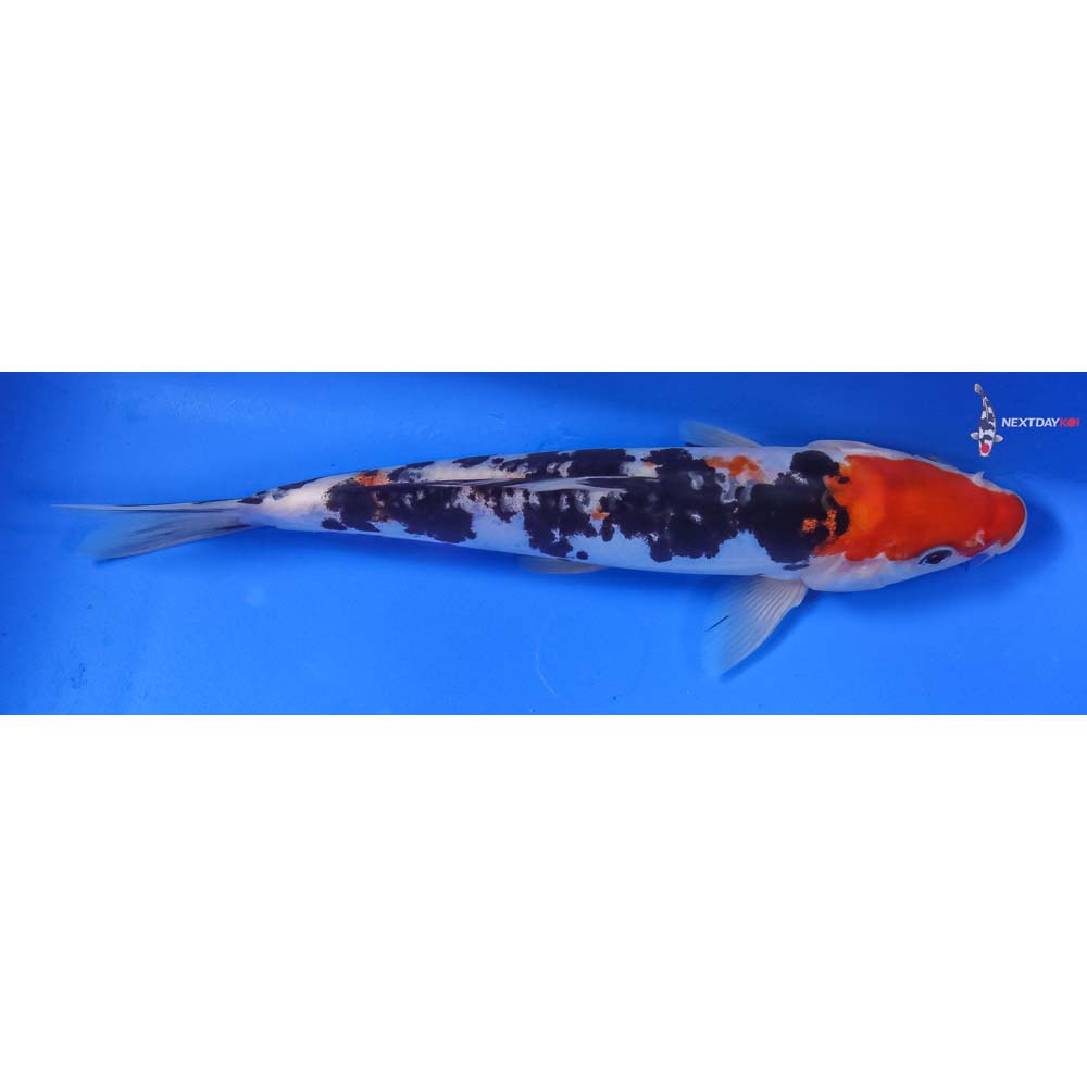8” Imported Doitsu Sanke