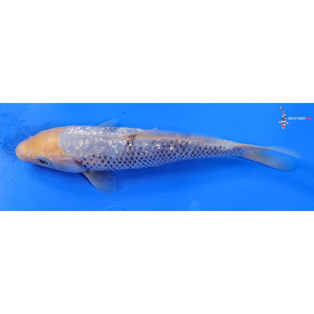 8” Imported Gin Rin Matsukawabakke