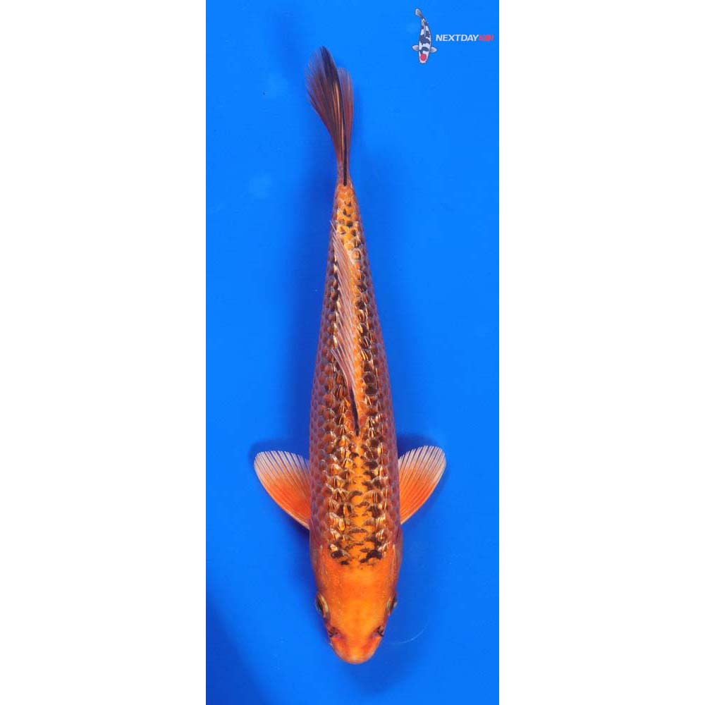 8.5” Imported Gin Rin Orenji Matsuba