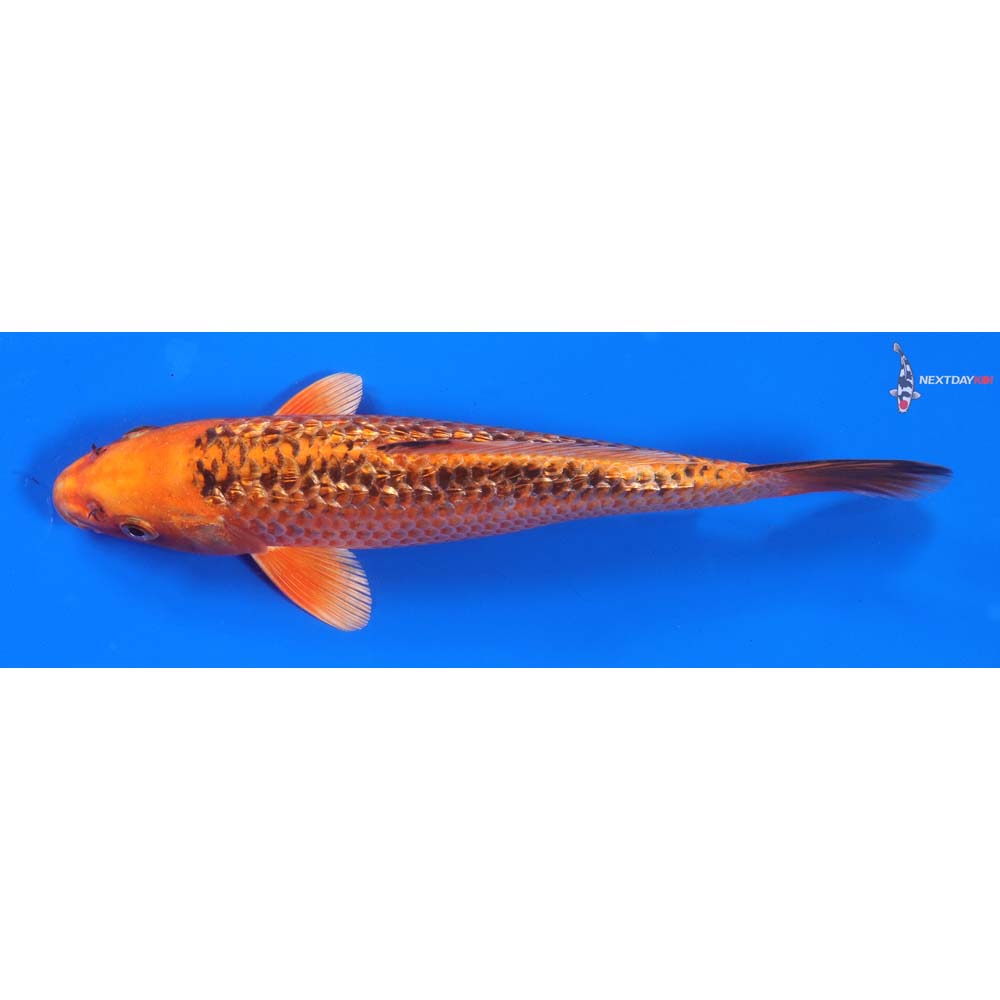 8.5” Imported Gin Rin Orenji Matsuba