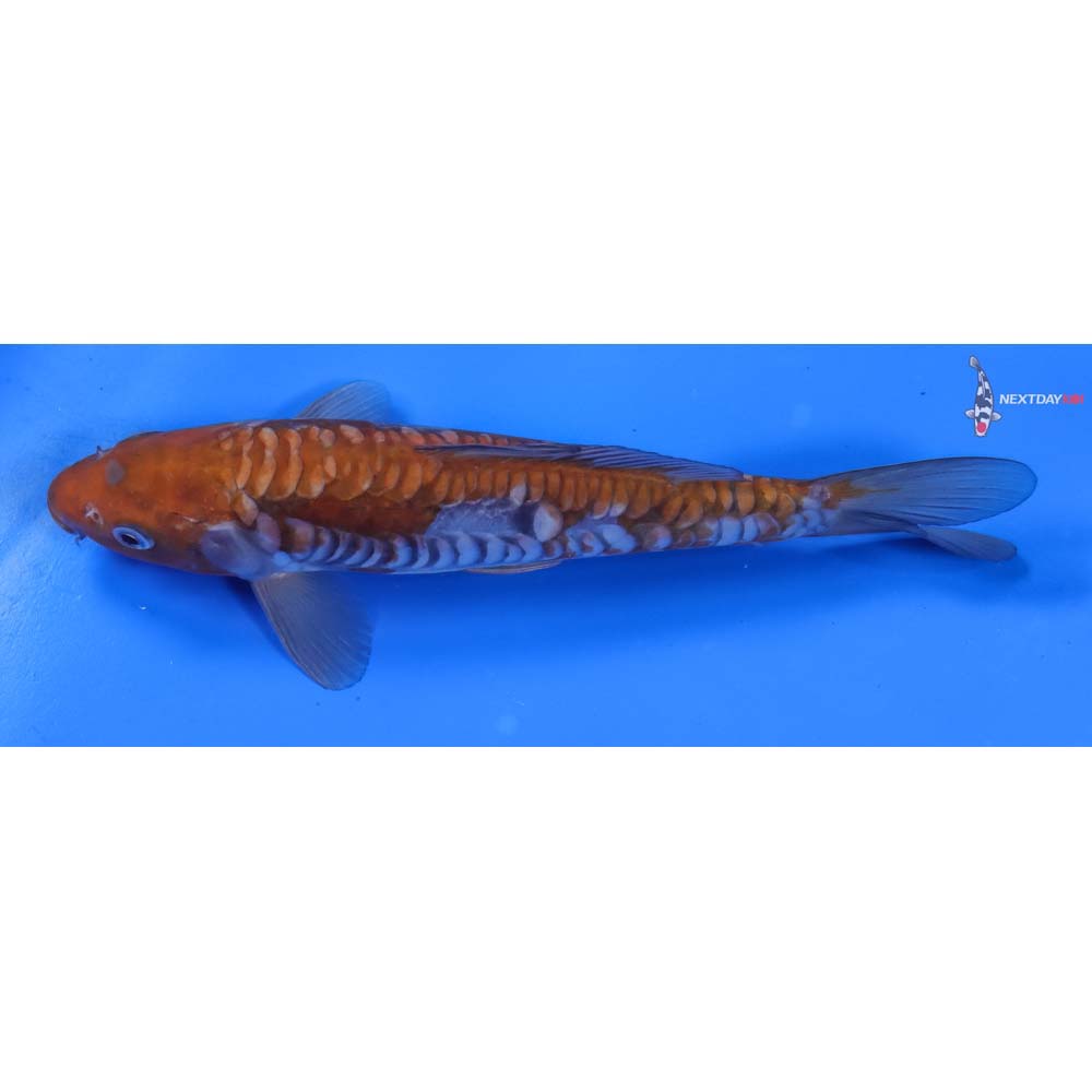 8.5” Imported Doitsu Ochiba Shigure
