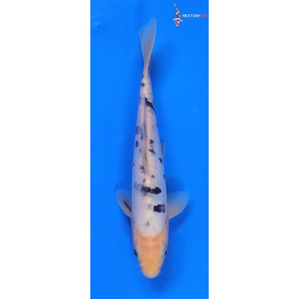 8.5” Imported Doitsu Shiro Bekko