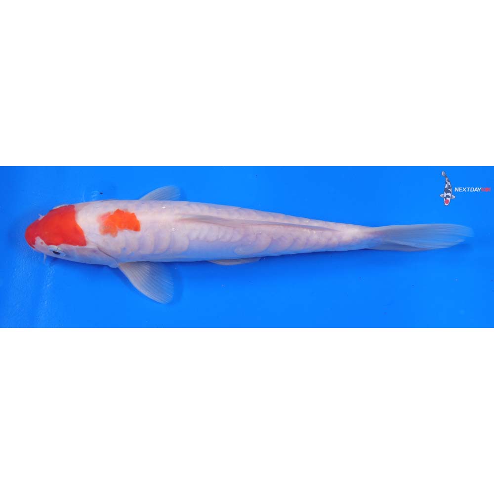9” Imported Doitsu Kohaku