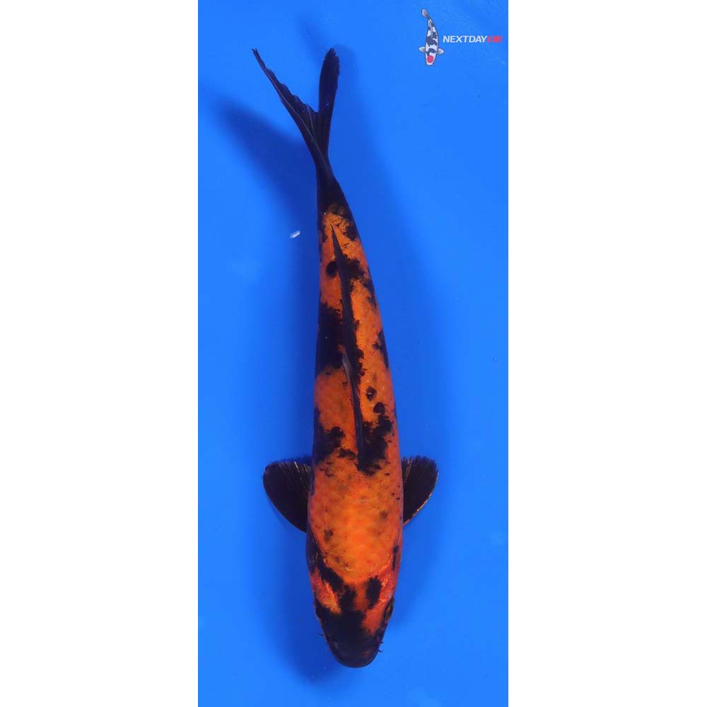 8” Imported Hi Utsuri