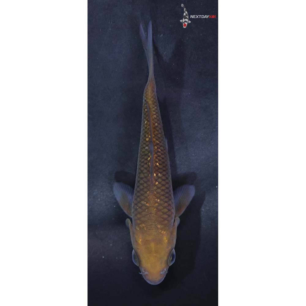 3.5” Imported Chagoi