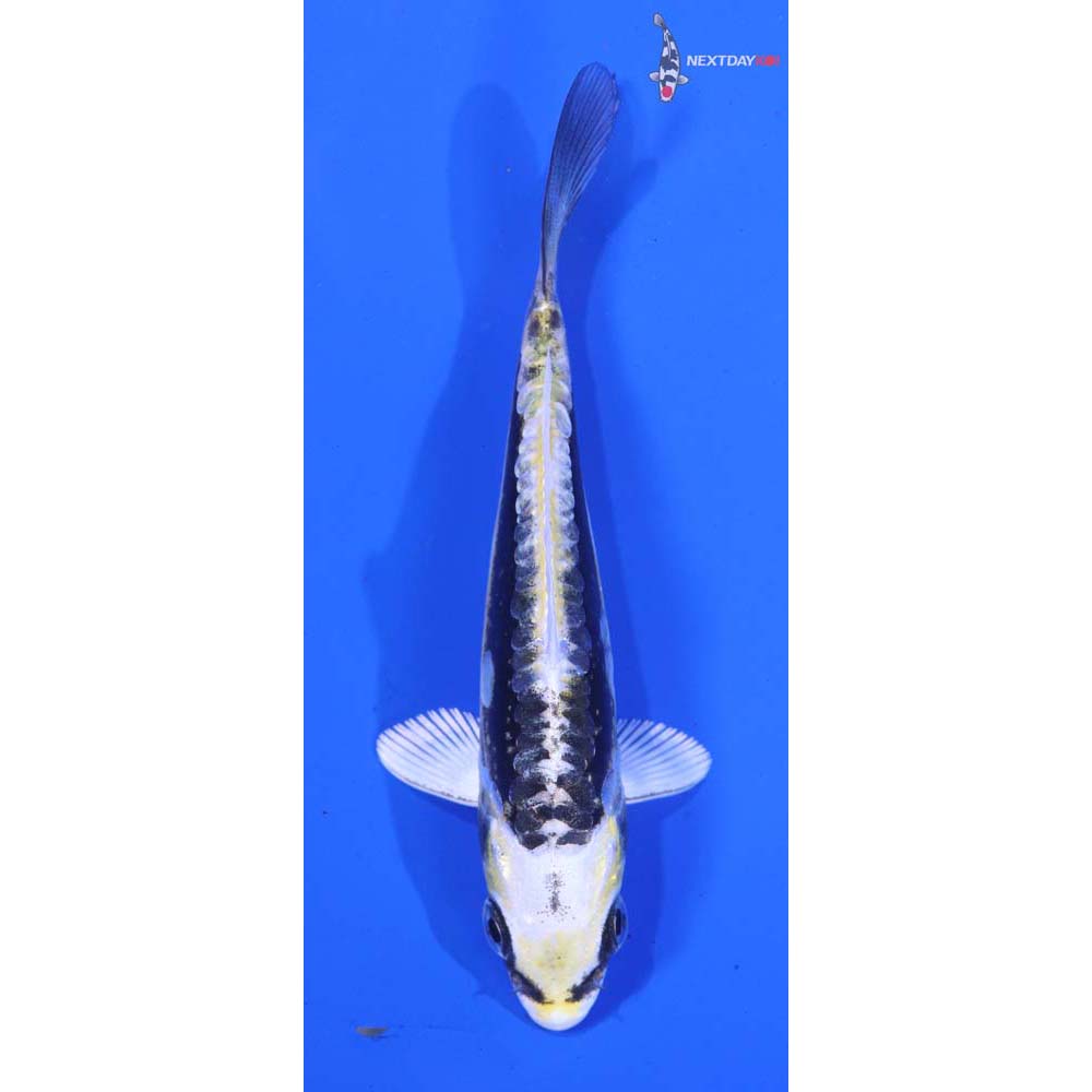 4” Imported Kin Kikokuryu