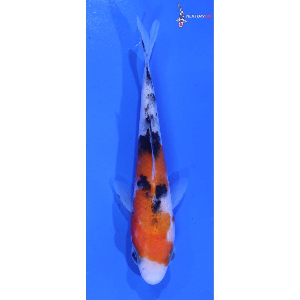 3.5” Imported Sanke