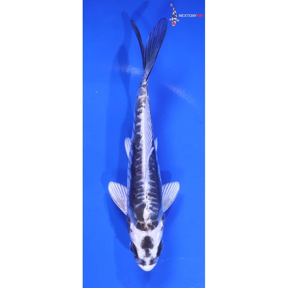 5” Imported Kikokuryu