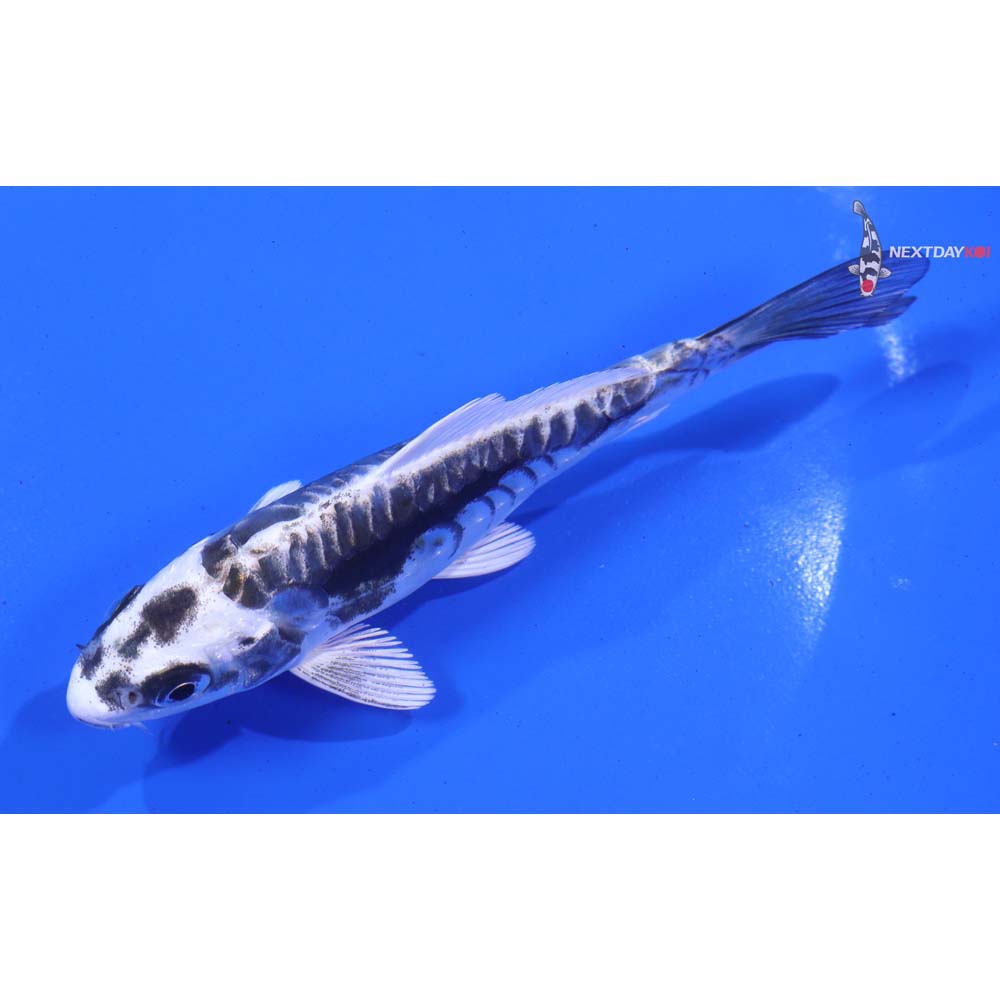 5” Imported Kikokuryu