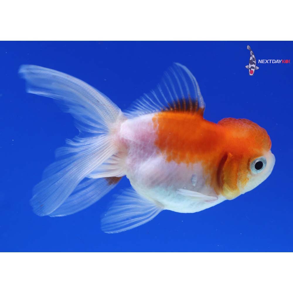 3” Imported Red and White Oranda