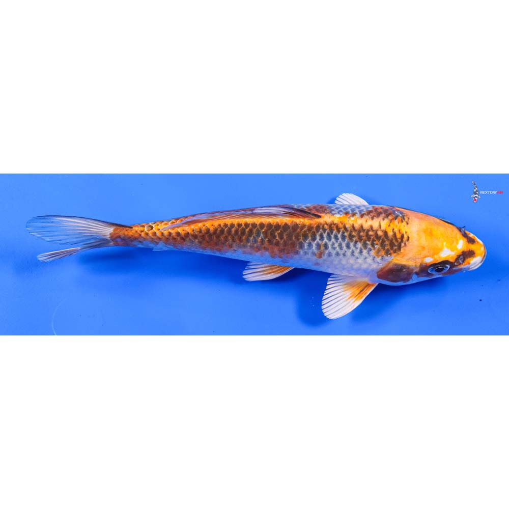 8” Imported Kujaku