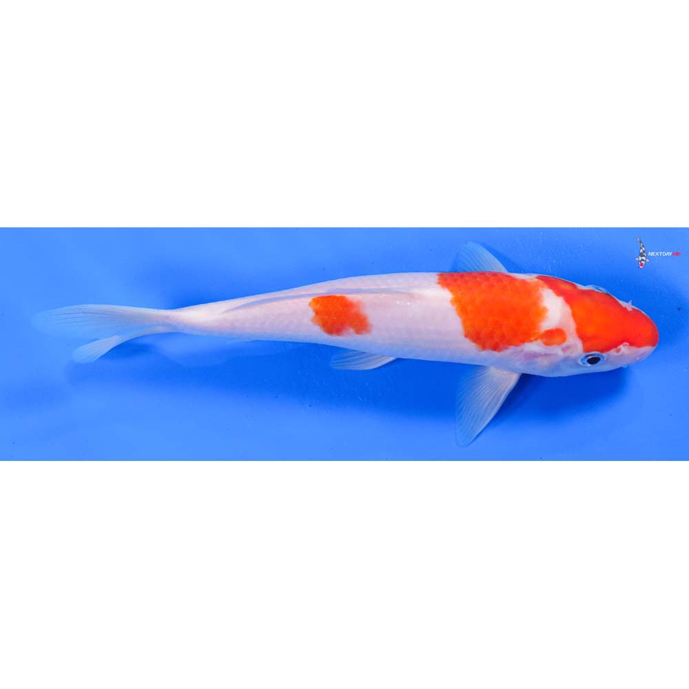 8” Imported Kohaku