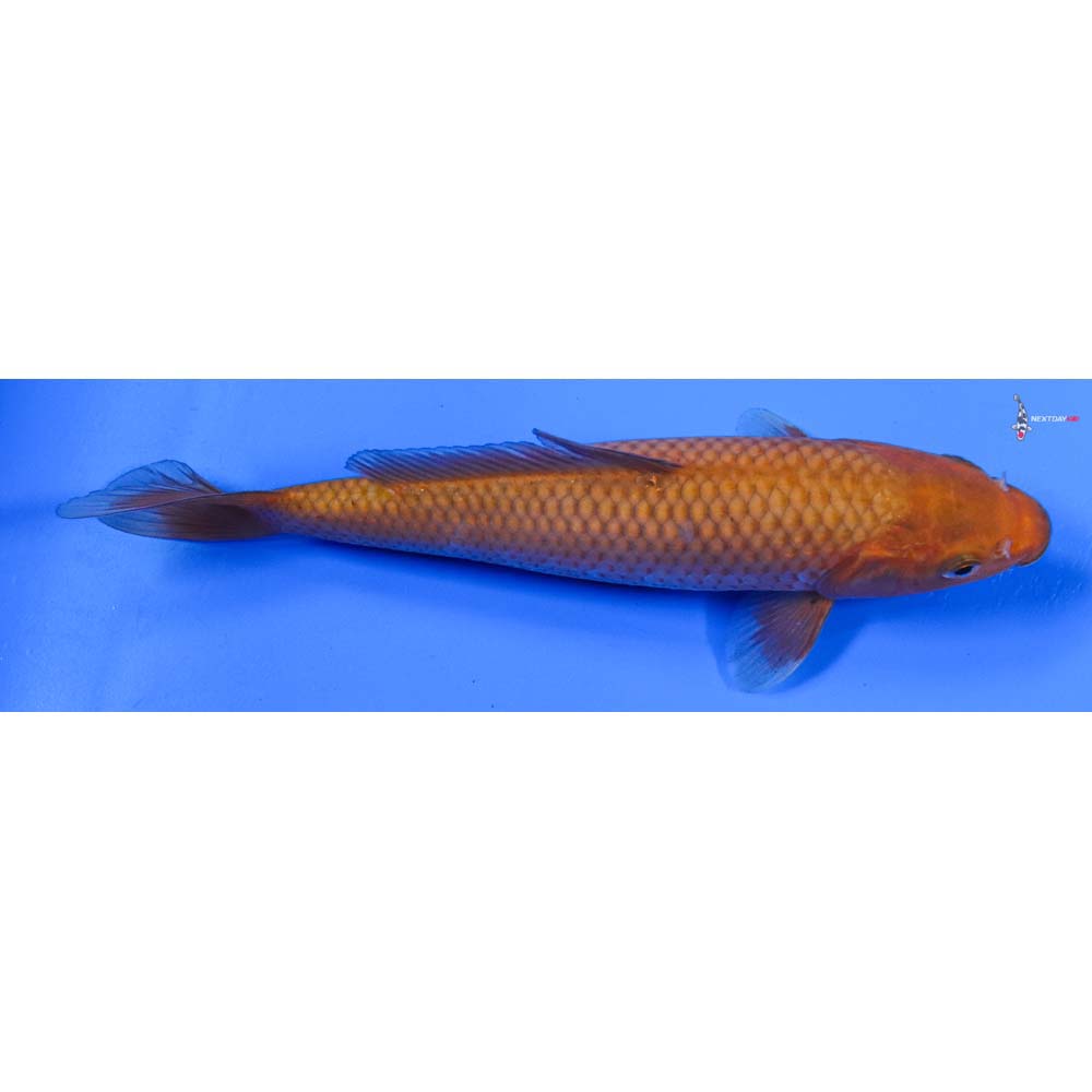 8” Imported Chagoi
