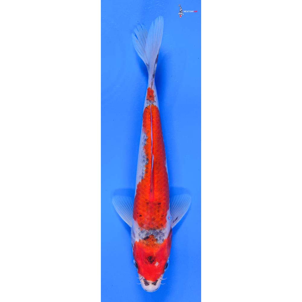 8” Imported Goshiki