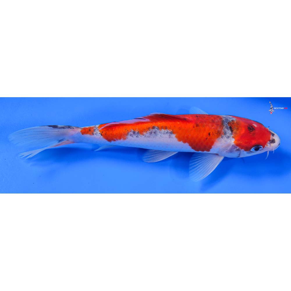 8” Imported Goshiki