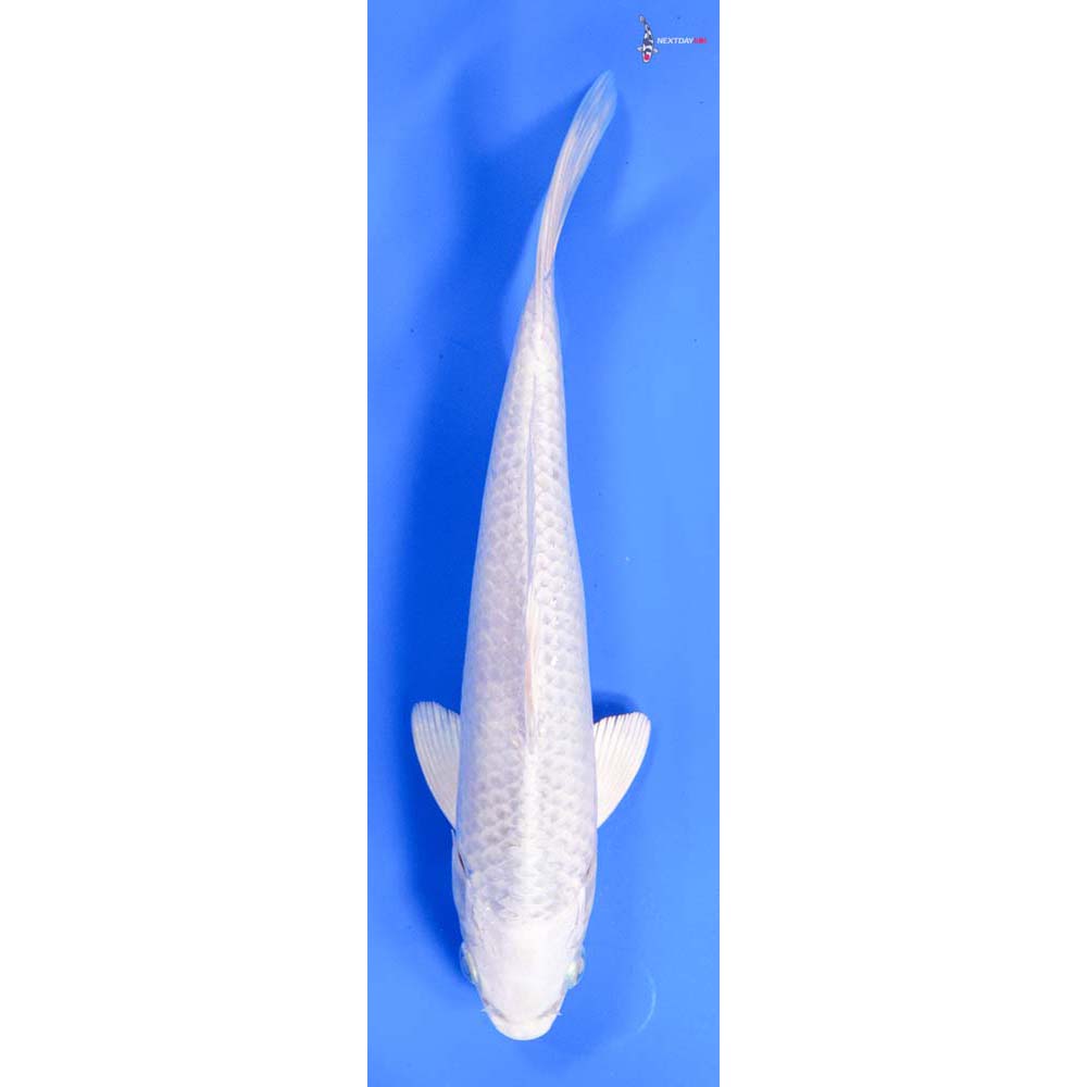 8” Imported Platinum Ogon
