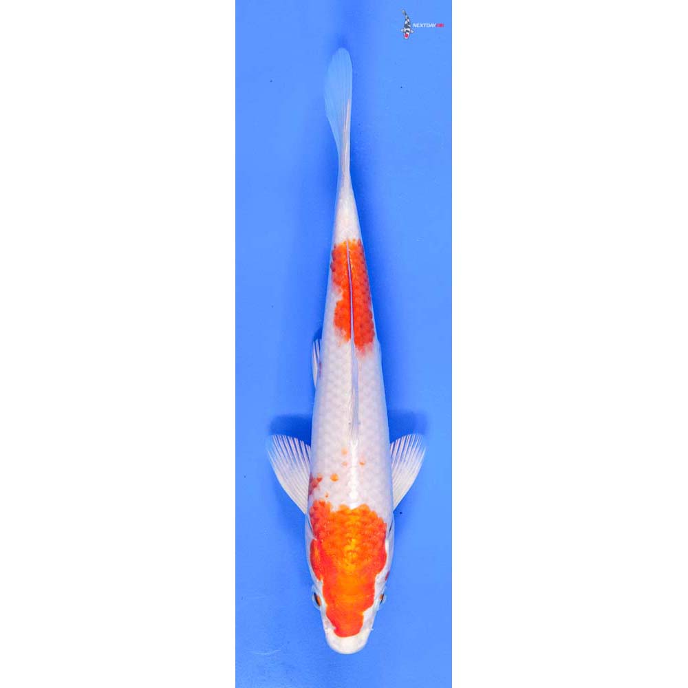 8” Imported Hariwake