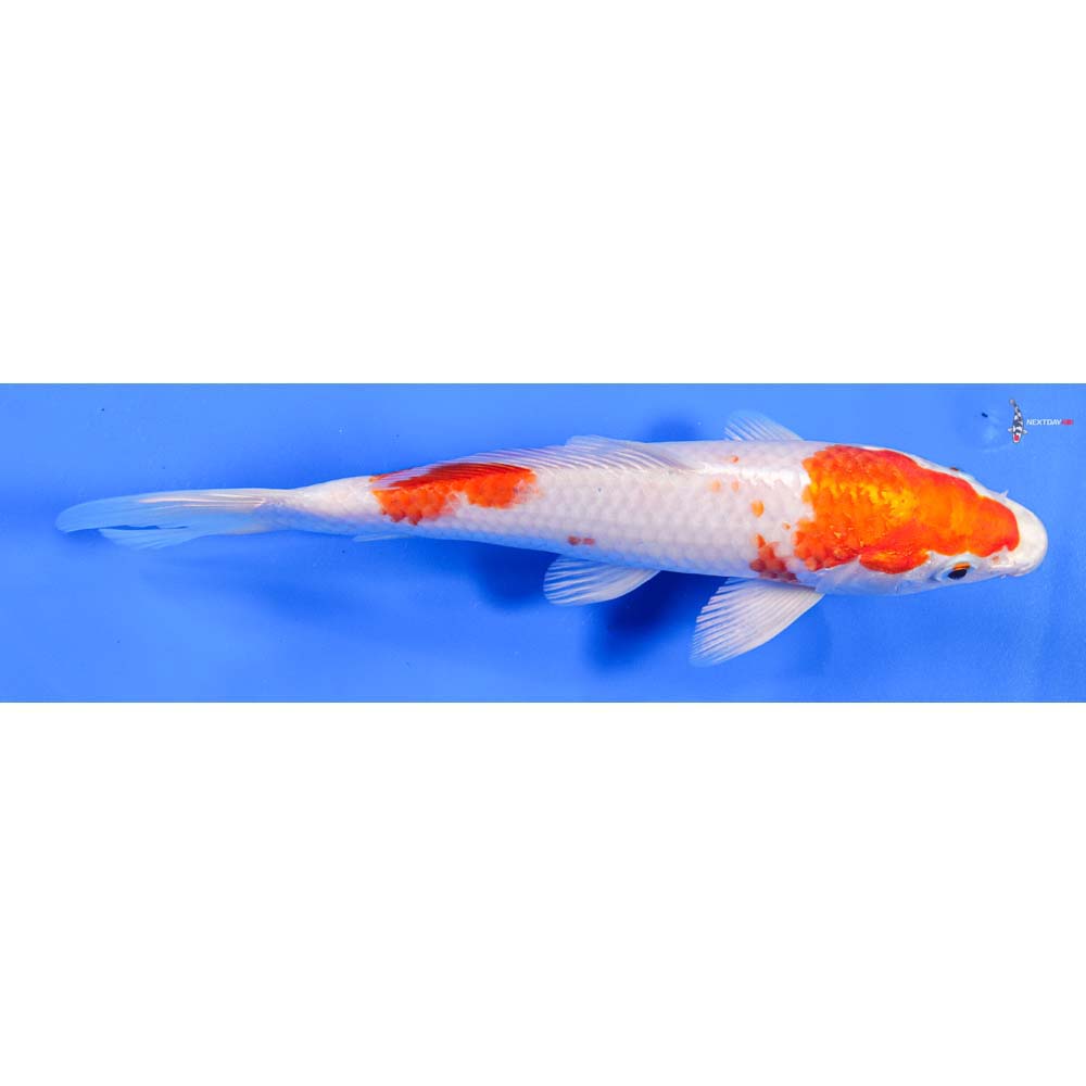 8” Imported Hariwake