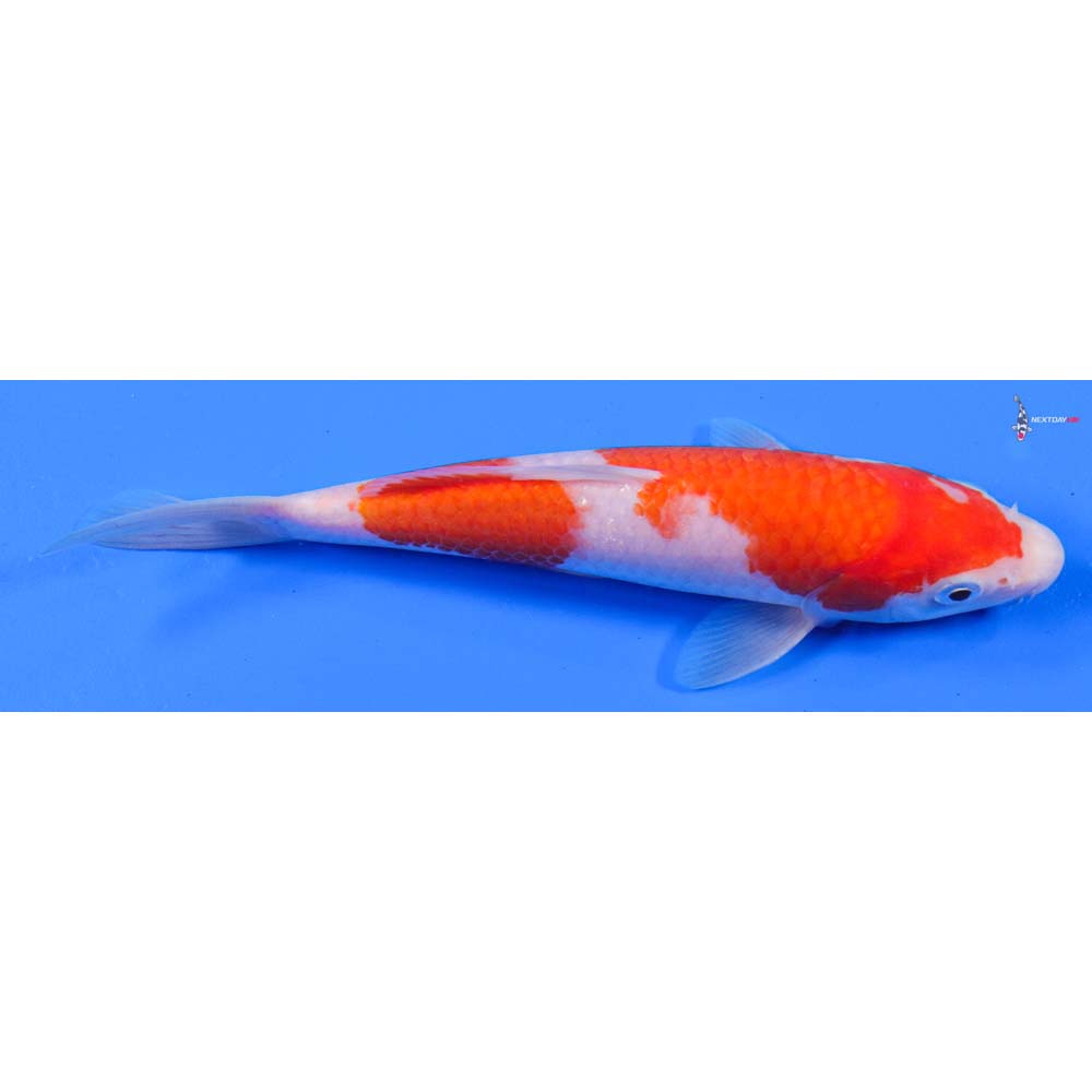 7.5” Imported Kohaku