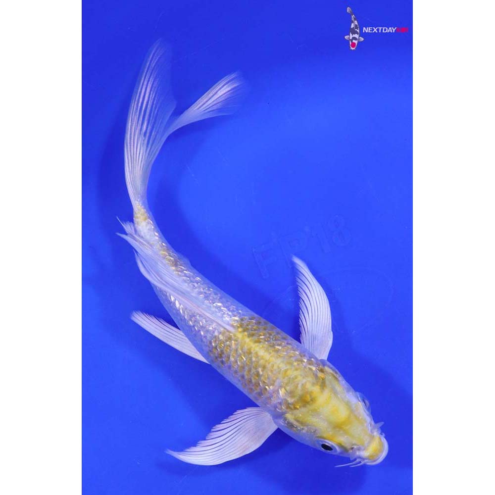 6” Imported Gin Rin Lemon Hariwake Butterfly Koi