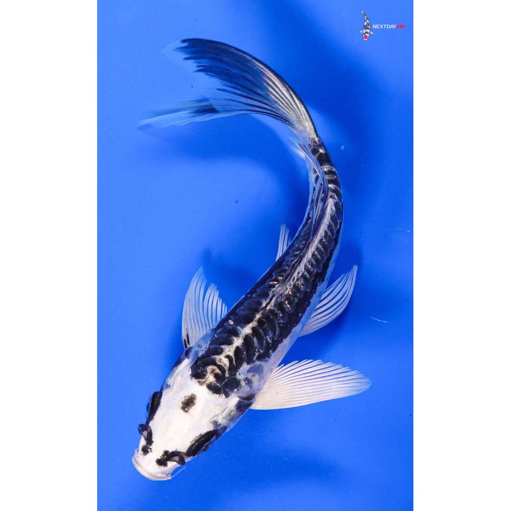 6” Imported Kikokuryu Butterfly Koi