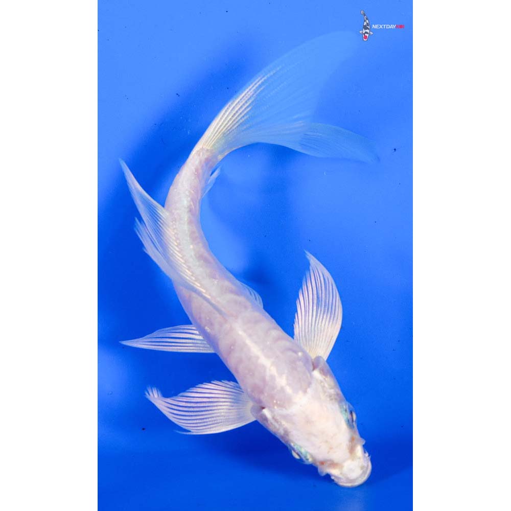 5” Imported Doitsu Platinum Ogon Butterfly Koi