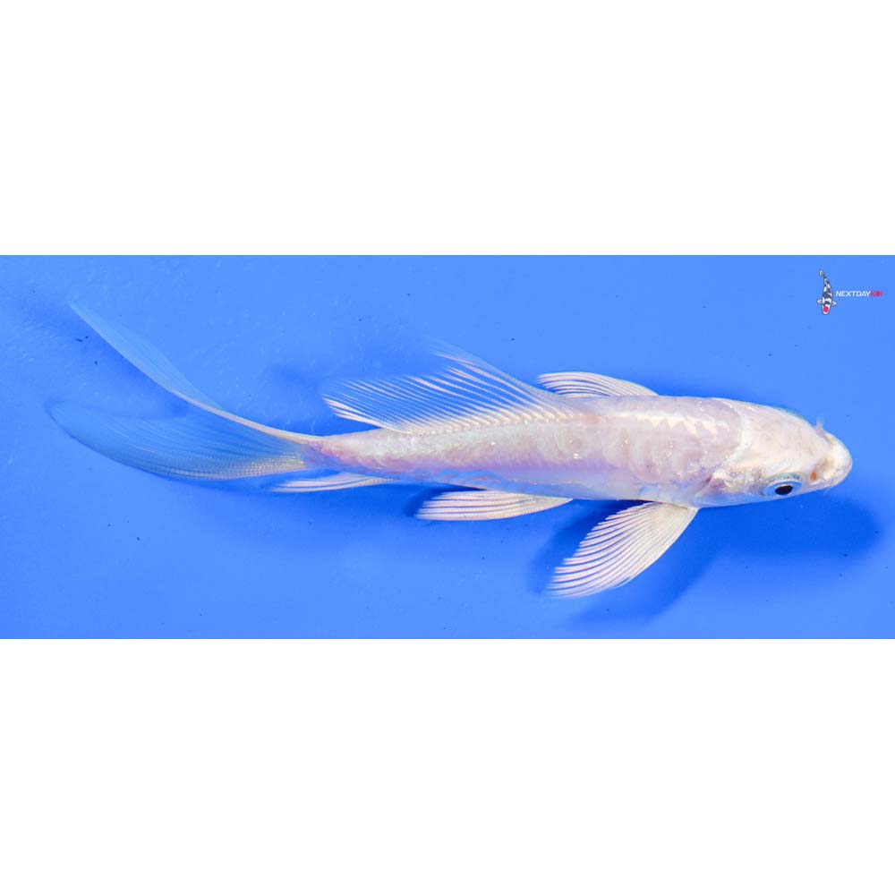 5” Imported Doitsu Platinum Ogon Butterfly Koi